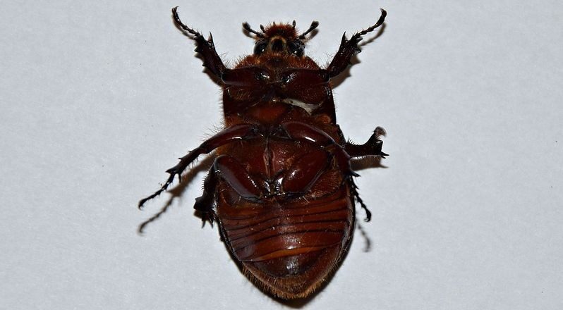 Ozonowanie przestrzeni – informacje neutralne