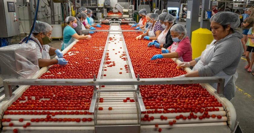 Systemy przenośnikowe w liniach produkcyjnych